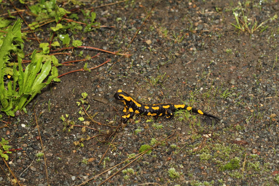 Feuersalamander im Harz