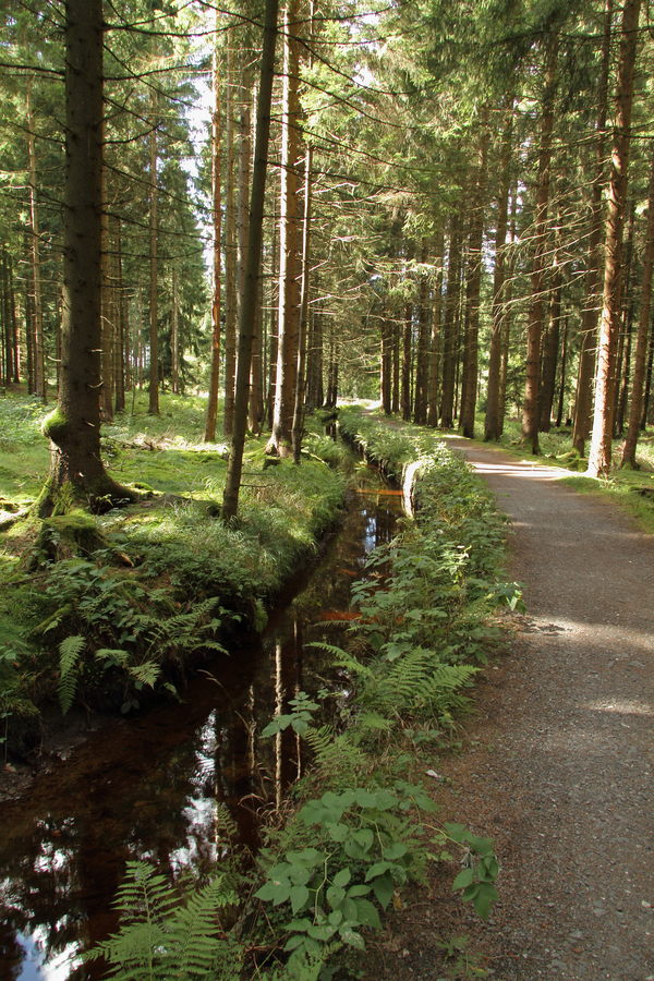 Am Dammgraben bei Altenau, Oberharzer Wasserregal