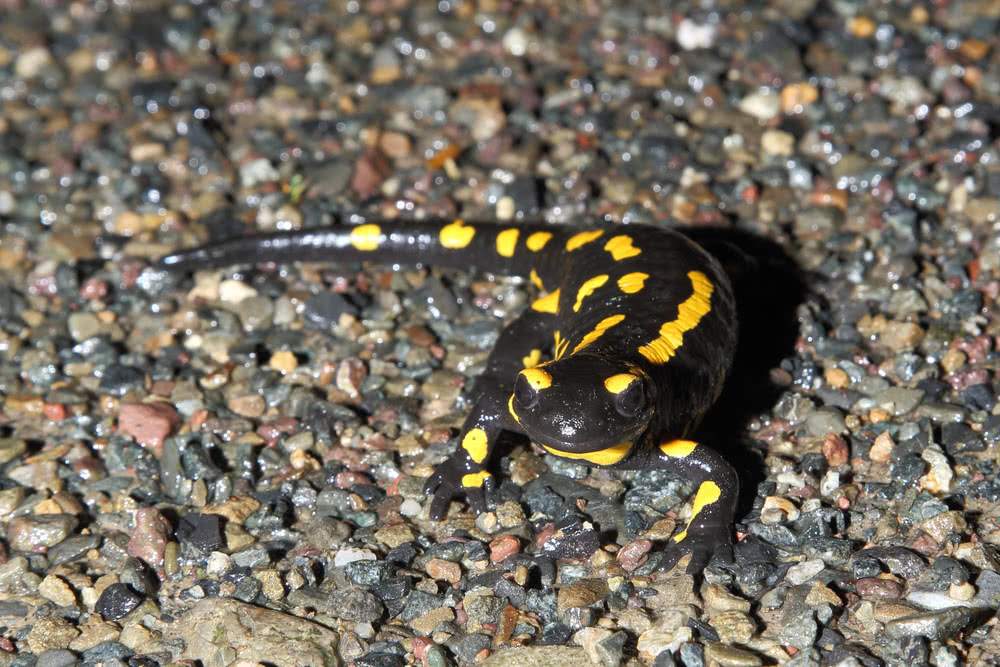 Feuersalamander