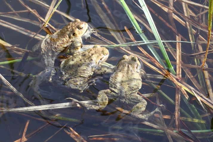wartende Krötenmännchen im Teich