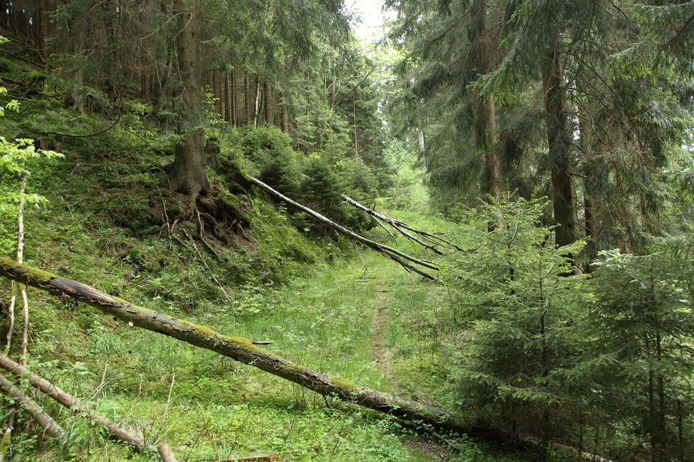 Schwarzenberg, Altenau, Harz - Frühlingswald