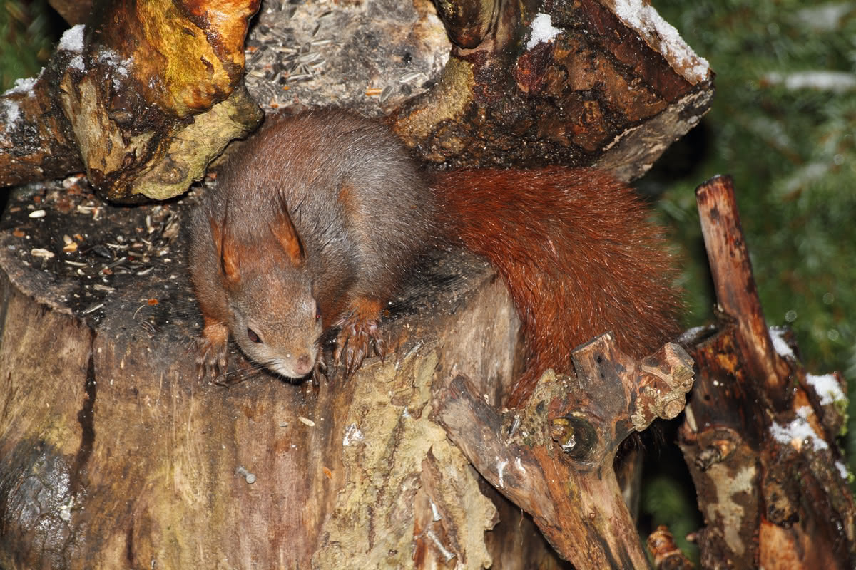 Die besten Naturphotos: rot-braunes Eichhörnchen