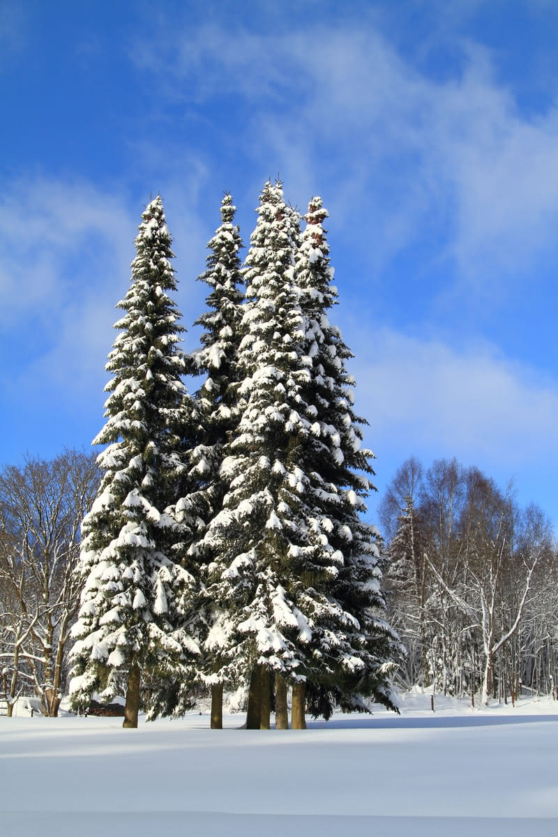 Die besten Naturphotos: verschneiter Harzwald