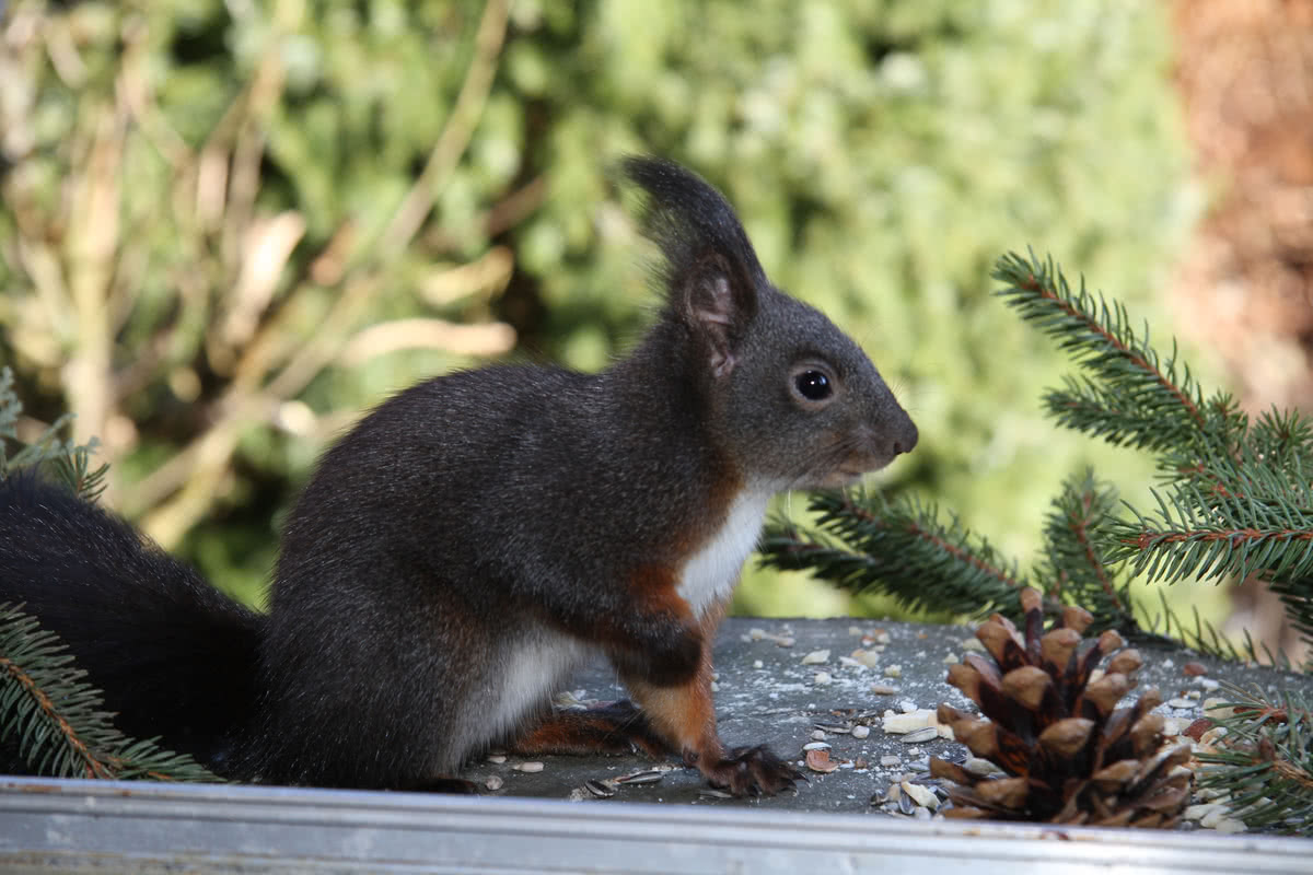 Die besten Naturphotos: schwarzes Eichhörnchen, mit roten Pfoten