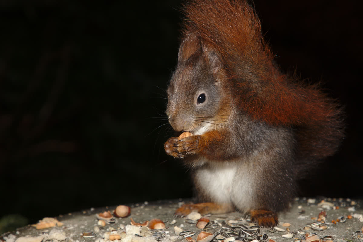 Die besten Naturphotos: rotbraunes Eichhörnchen an der Futterstelle