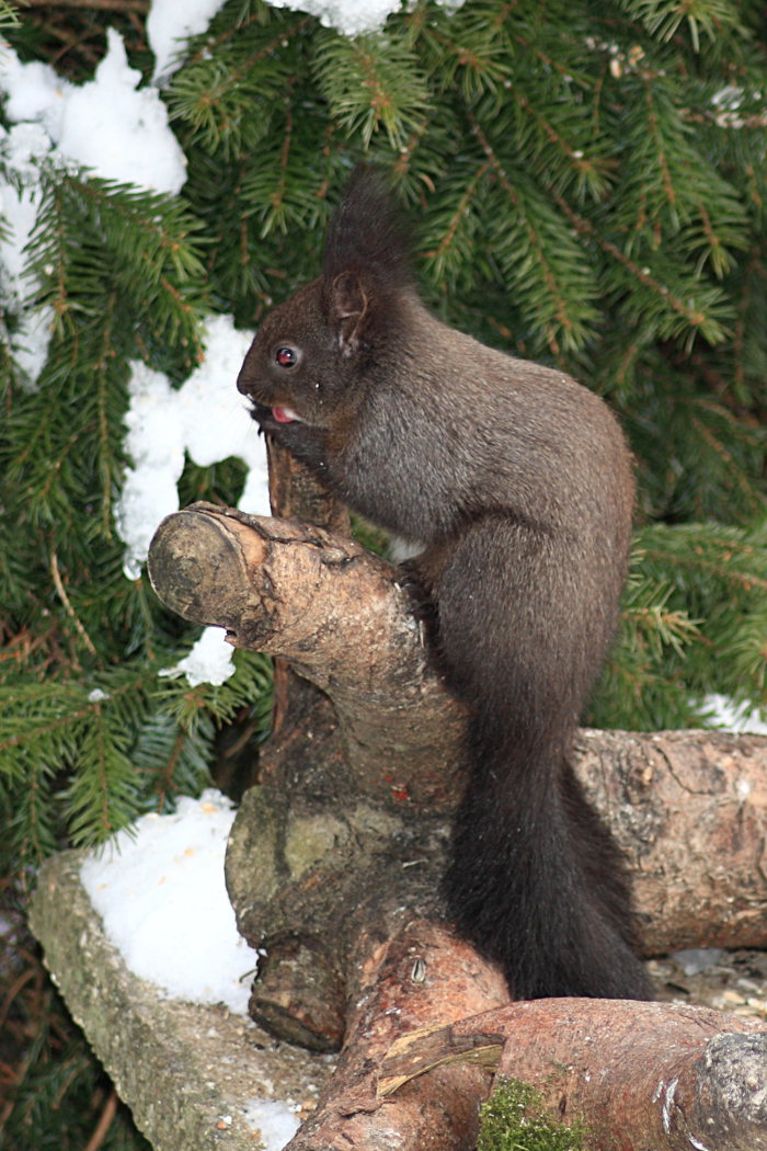 schwarzes Eichhörnchen