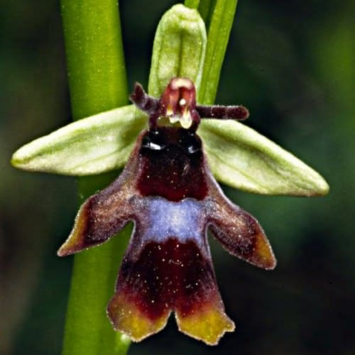 Orchideen des Harzes
