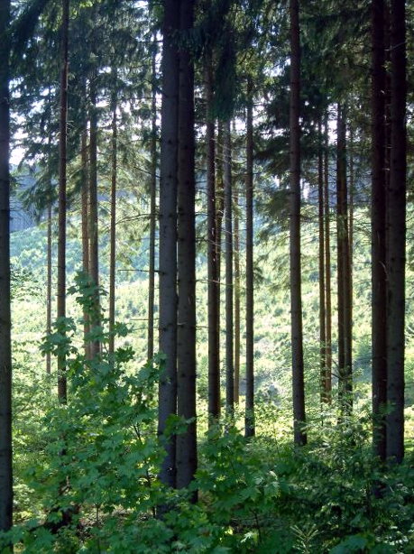 Harzer Wälder